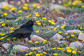 Chough (Pyrrhocorax pyrrhocorax) on ground and yellow flowers in spring, Algarve, southern Portugal