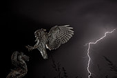 Eurasian Scops Owl (Otus scops) landing and lightning at night, Spain