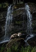 Marten (Martes foina) in front of a waterfall at night, Spain