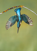 Common Kingfisher (Alcedo atthis) in dive flight, Salamanca, Castilla y León, Spain