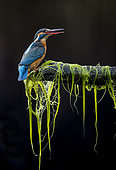 Common Kingfisher (Alcedo atthis) on a branch, Salamanca, Castilla y León, Spain