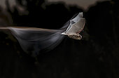 Common pipistrelle (Pipistrellus pipistrellus) in flight at night, Spain
