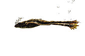 Grenouille de Pérez (Pelophylax perezi) nageant et bulles d'air sur fond blanc