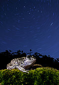 Western Spadefoot (Pelobates cultripes) under the stars rotated, Spain