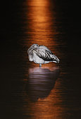 Greater Flamingo (Phoenicopterus ruber roseus) at rest in the water and reflection, Spain