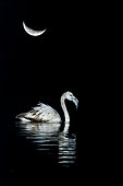 Greater Flamingo (Phoenicopterus ruber roseus) in the water under the moon, Spain