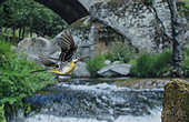 Grey Wagtail (Motacilla cinerea) flying above a stream, Spain