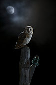 Barn Owl (Tyto alba) on a power pole at night and moon, Spain