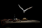 Barn Owl (Tyto alba) looking a mouse on a table, Spain