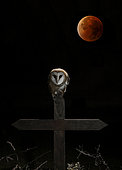 Barn Owl (Tyto alba) on a cross at night and moon, Spain