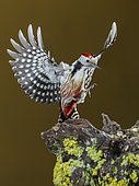 Middle Spotted Woodpecker (Dendrocoptes medius) landing on stump, Spain
