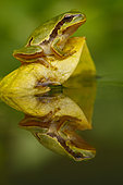 European tree frog (Hyla arborea) on leaf with reflection, Spain