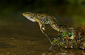 Perez's Frog (Pelophylax perezi), jumping, Spain