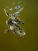 Perez's Frog (Pelophylax perezi), Swimming with bubbles, Spain