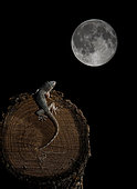 Moorish Wall Gecko (Tarentola mauritanica) observing the full moon, Spain