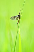 Mayfly (Ephemeroptera sp) on a blade of grass, Prairies du Fouzon, Loir et Cher, France
