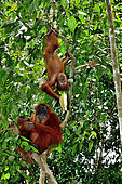Sumatran Orangutan (Pongo abelii) and young with Durian, North Sumatra