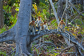 Proboscis Monkeys (Nasalis larvatus) on a root, Labuk Bay, Borneo
