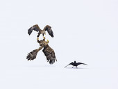 White-tailed Eagle (Haliaeetus albicilla) courtship behavior and Raven (Corvus corax) in the snow, Lokka reservoir, Lapland, Finland