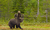 Brown bear (Ursus arctos) female and cub face a congener. Karelia, Finland