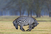 Plains zebra (Equus burchelli) fighting, Nakuru lake National Park, Kenya