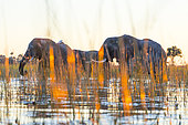 African Elephants (Loxodonta africana) moving in water, Okavango Delta, Botswana