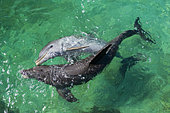 Bottlenose dolphins (Tursiops truncatus) playing in water, Honduras