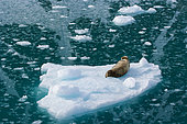 Bearded Seal (Eriganthus barbatus) on floating ice, Spitsbergen, Svalbard