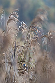 Bearded Tit (Panurus biarmicus) male feeding on reeds, Fribourg, Switzerland