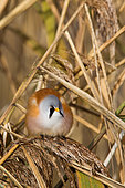 Bearded Tit (Panurus biarmicus) male grooming on reeds, Fribourg, Switzerland