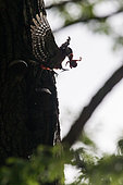Pic épeiche (Dendrocopos major) prédation d'un jeune Etourneau sansonnet (Sturnus vulgaris) au nid dans un arbre au printemps, Canton de Genève, Suisse