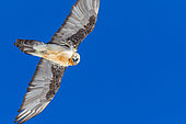 Gypaète barbu (Gypaetus barbatus) en vol sur fond de ciel bleu, Alpes, Suisse.