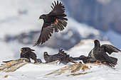 Alpine Choughs (Pyrrhocorax graculus) feeding on ground in winter, Alps, Valais, Switzerland