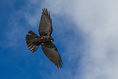 Alpine Chough (Pyrrhocorax graculus) in flight on blue sky and clouds background, Alps, Valais, Switzerland