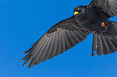 Alpine Chough (Pyrrhocorax graculus) in flight on blue sky background, Alps, Valais, Switzerland