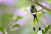 Booted Racket-tail (Ocreatus underwoodii) male on a branch, Mindo, Ecuador