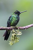 Green-crowned Brilliant (Heliodoxa jacula) male on a branch, Mindo (Ecuador)