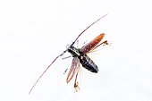 Longhorn Beetle (Cerambycidae sp) in flight on white background, Chocó colombiano, Ecuador