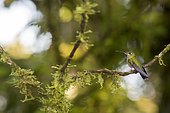 Green-crowned Brilliant (Heliodoxa jacula) male on a branch, Mindo (Ecuador)