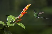 Green thorntail (Discosura conversii) in flight, Mindo, Ecuador