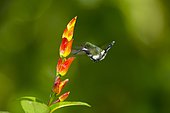 Green thorntail (Discosura conversii) in flight, Mindo, Ecuador