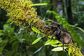 Tarantula, Mindo, Ecuador