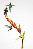 Green thorntails (Discosura conversii) in flight, Mindo, Ecuador