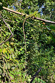 Green crested lizard (Bronchocela cristatella) on a branch, Gunung Leuser, Sumatra, S.E. Asia