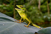 Green crested lizard (Bronchocela cristatella), Gunung Leuser, Sumatra, S.E. Asia