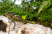 Giant Forest Dragon or Great Anglehead Lizard (Gonocephalus grandis), Siberut, S.E. Asia