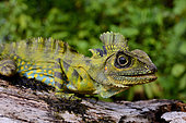 Giant Forest Dragon or Great Anglehead Lizard (Gonocephalus grandis), Siberut, S.E. Asia
