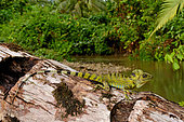 Giant Forest Dragon or Great Anglehead Lizard (Gonocephalus grandis), Siberut, S.E. Asia