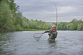 Fisherman on the Rhine, Taking a large Rhine Trout (Salmo trutta fario), Haut-Rhin, Alsace, France