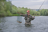 Fisherman on the Rhine, Taking a large Rhine Trout (Salmo trutta fario), Haut-Rhin, Alsace, France